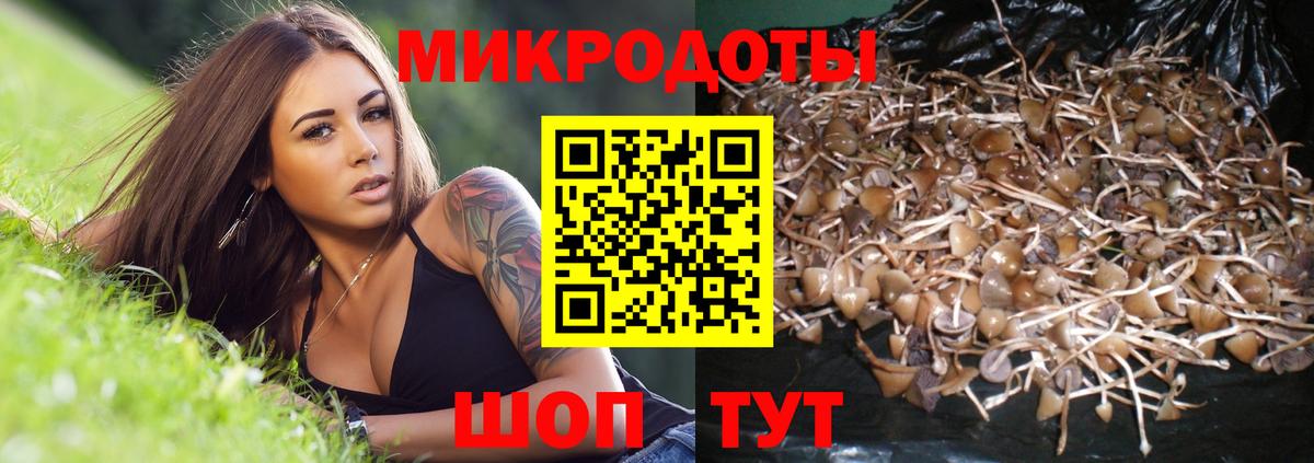 Великий Новгород  Псилоцибиновые грибы прущие грибы  Вход с VPN  Псилоцибиновые грибы Psilocybe 